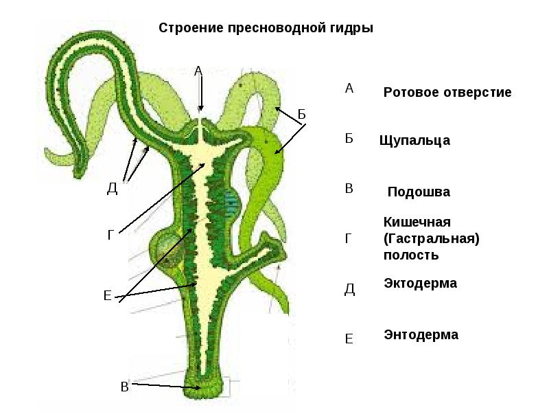 Kraken 13at зеркало